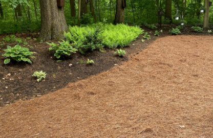 Pine Straw Mulch in Garden Bed Landscaping