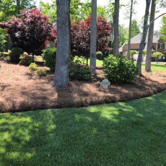 Pine Straw Mulch around trees