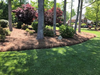 Pine Straw Mulch around trees