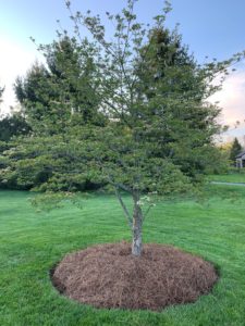 Tree with Pine Straw Mulch