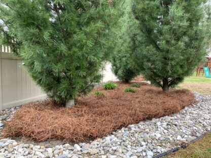Pine Needle Mulch in Garden Bed